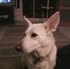 Meet your Posher, Ann